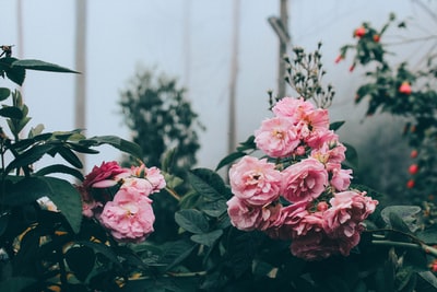 粉色有花瓣的花朵的特写照片
